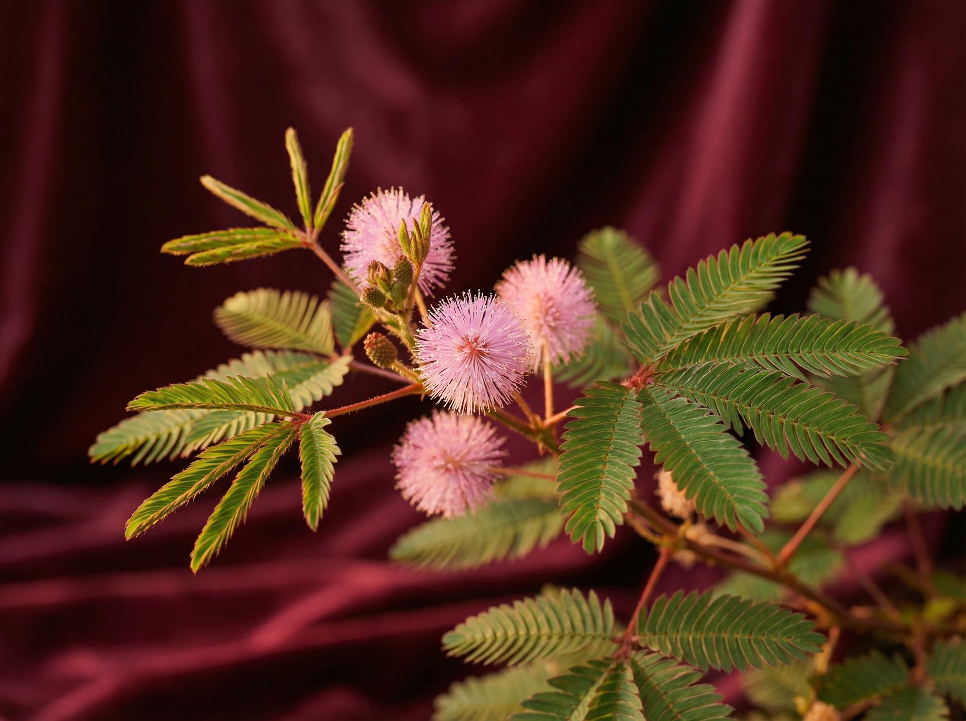芒果视频植物视频 - 含羞草养护视频教程