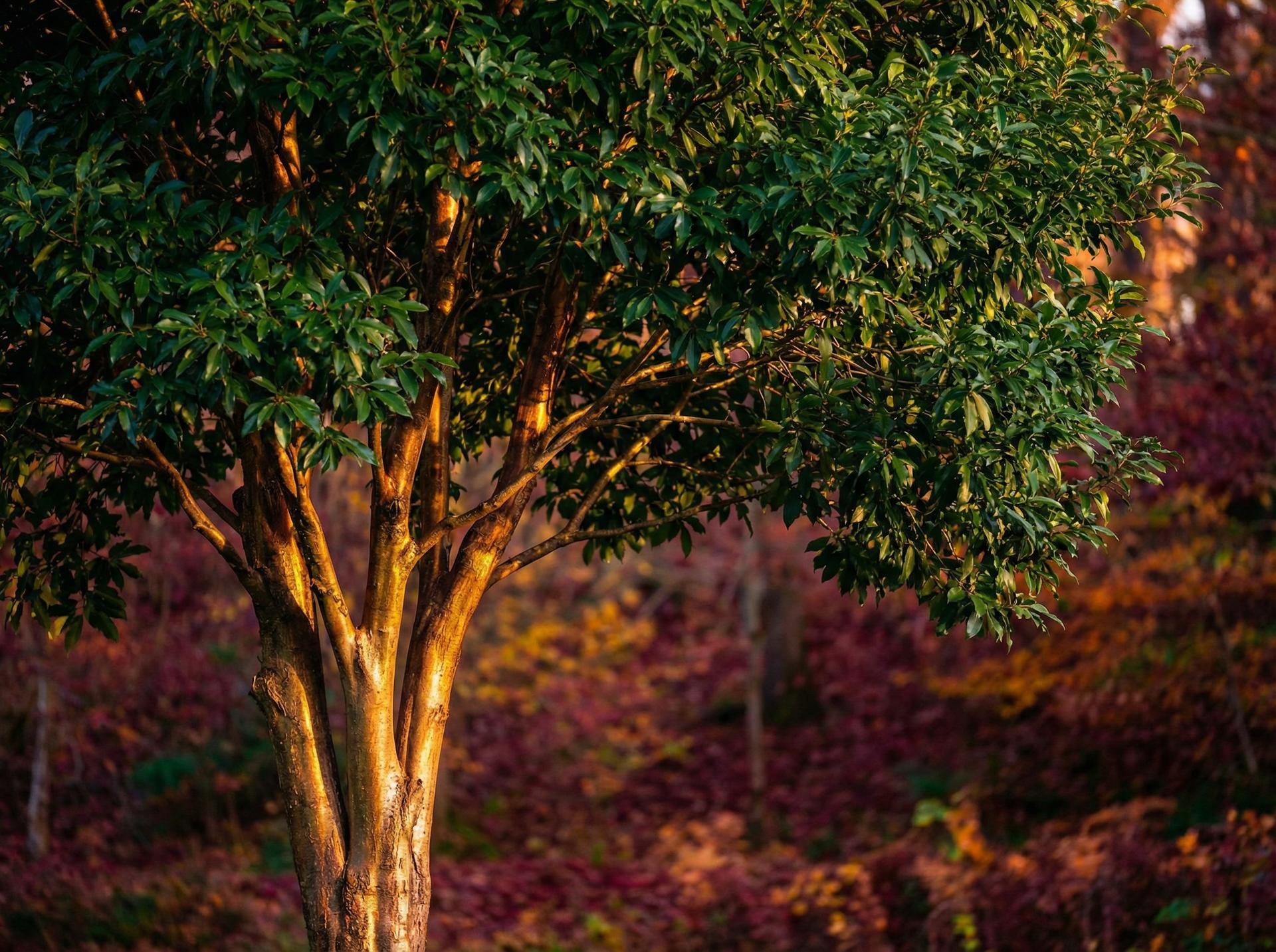 芒果视频植物保护视频